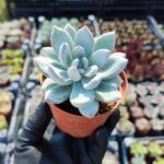 Echeveria Powderpuff