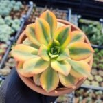 Aeonium Starburst