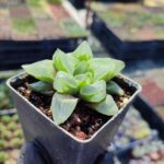 Haworthia Ice City