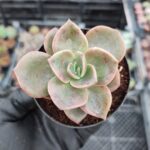 Graptoveria Albert Baynes