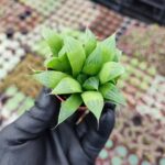 Haworthia Retusa F.Fouchei Sukulent