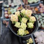 Crassula perforata variegata