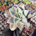 Echeveria madiba