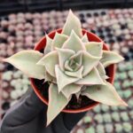 Echeveria madiba