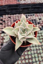 Echeveria madiba