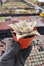 Echeveria madiba - Görsel 2