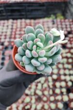 Pachyveria clavifolia - Görsel 2