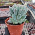 Pachyveria clavifolia