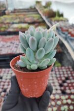 Pachyveria clavifolia