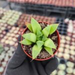 Haworthia Retusa F.Fouchei Sukulent