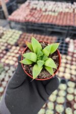 Haworthia Retusa F.Fouchei Sukulent