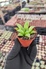 Haworthia Retusa F.Fouchei Sukulent - Görsel 2