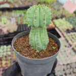 Euphorbia anoplia
