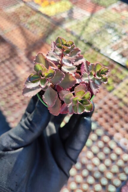 Sedum Superium Red Carpet