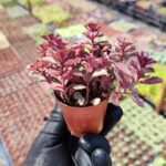 Sedum Superium Red Carpet