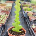 Epiphyllum Anguliger Atlas Çiçeği