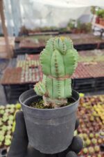 Euphorbia anoplia