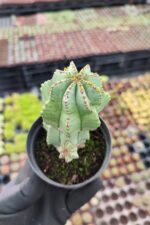 Euphorbia anoplia - Görsel 2