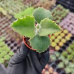 Kalanchoe Beharensis