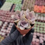 Echeveria perle von berg