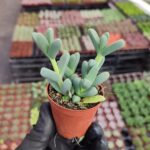 Corpuscularia Lehmannii