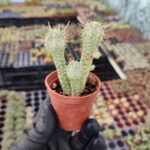 Euphorbia mammillaris variegata