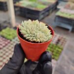 Echeveria Topsy Turvy Cristat