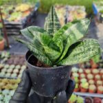 Sansevieria Hahnii Paşa Kılıcı