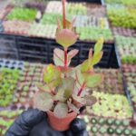 Kalanchoe Ssp. Küpe Çiçekli