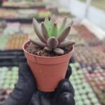 Pachyphytum compactum red