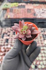Pachyphytum compactum red - Görsel 2