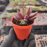 Pachyphytum compactum red