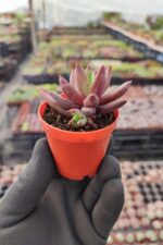 Pachyphytum compactum red