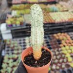 Euphorbia mammillaris variegata