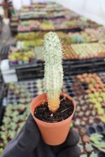 Euphorbia mammillaris variegata