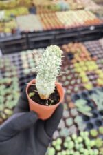 Euphorbia mammillaris variegata - Görsel 2