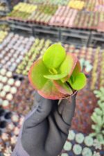 Kalanchoe Ssp. - Görsel 2