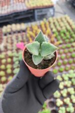 Kalanchoe Beharensis - Görsel 2
