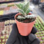 Kalanchoe Beharensis