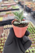 Kalanchoe Beharensis