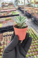 Kalanchoe Beharensis - Görsel 3