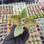 Kalanchoe Beharensis