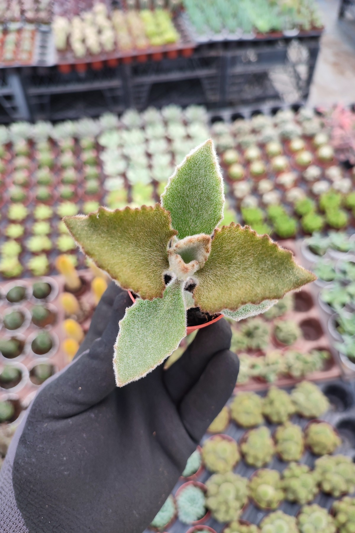 IMG_20260824_160829 Kalanchoe Beharensis - Görsel 1