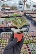 Kalanchoe Beharensis - Görsel 2
