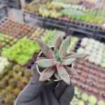 Pachyphytum compactum red