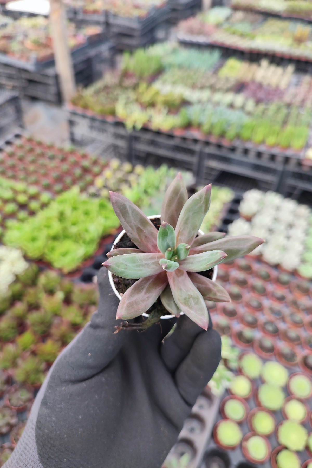 IMG_20260824_163755 Pachyphytum compactum red - Görsel 1
