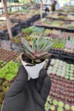 Pachyphytum compactum red - Görsel 2