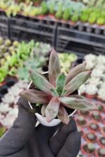 Pachyphytum compactum red - Görsel 3