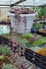 Ceropegia Woodii Variegata (Kalp Kalbe Karşı Çiçeği) - Görsel 2
