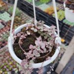 Ceropegia Woodii Variegata (Kalp Kalbe Karşı Çiçeği)